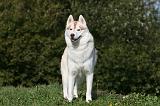 SIBERIAN HUSKY 853